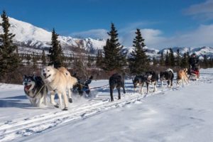 Führen im Winter, Musher-Ausbildung Outside e.V.
